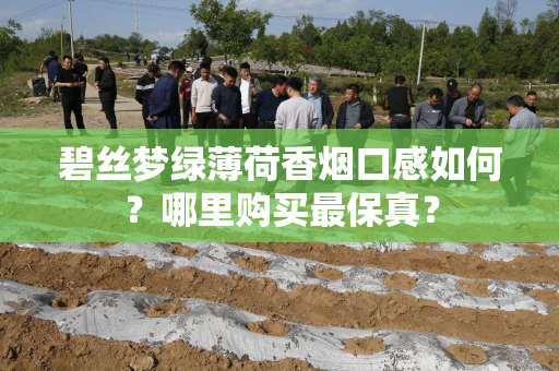 碧丝梦绿薄荷香烟口感如何？哪里购买最保真？